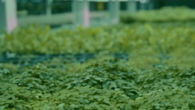 Vertical farms on the rise in the UAE （United Arab Emirates）