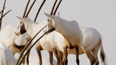 The wild side of Dubai
