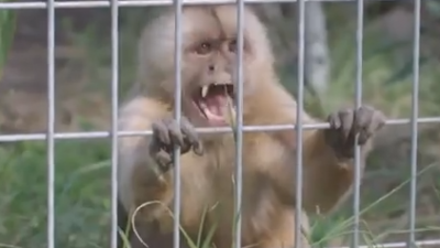 Research monkeys retire in Florida